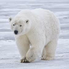 PolarBear